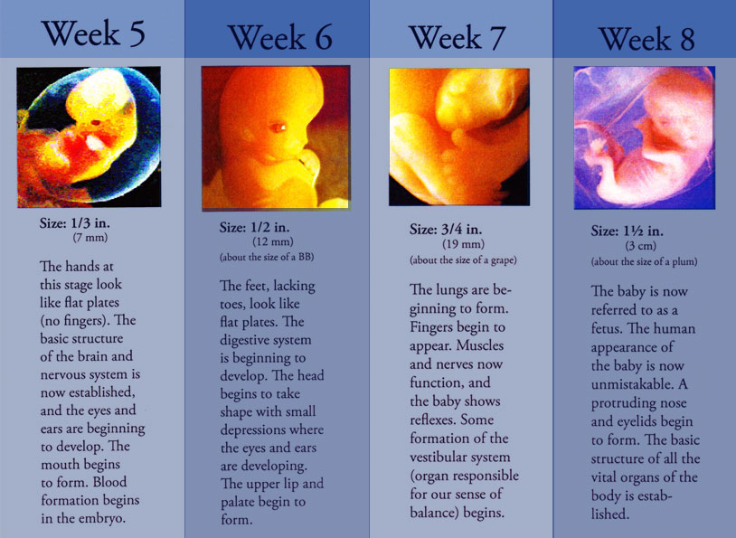 Fetal Development Whylifeministries